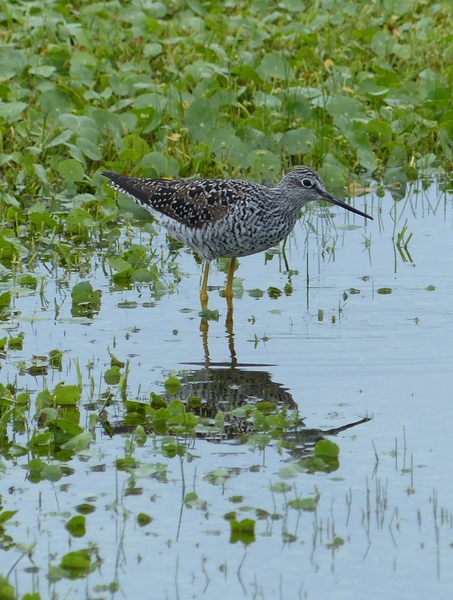 Greater Yellowlegs